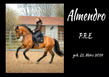 Pferde Almendro Bild