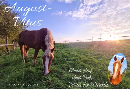  Pferde August-Vitus Bild