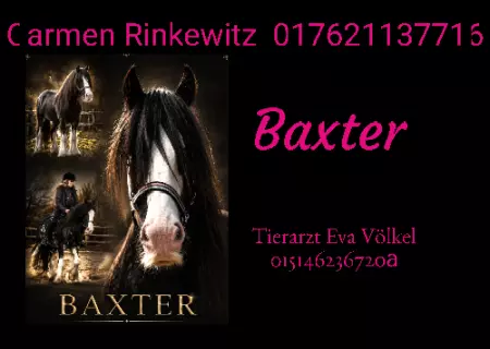 Pferde Baxter Bild