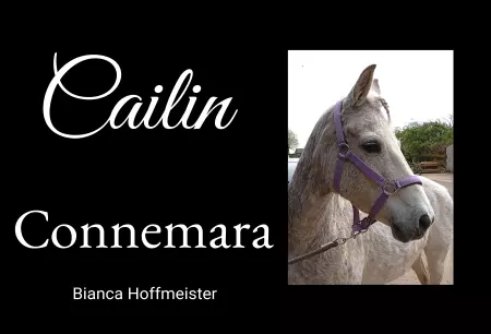 Pferde Cailin Bild