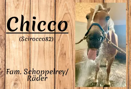 Pferde Chicco Bild