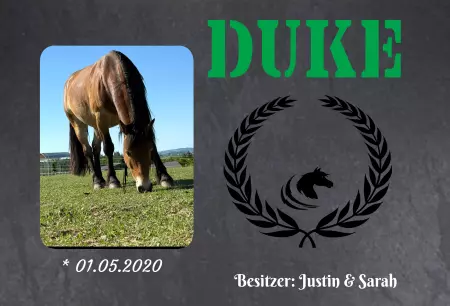  Pferde DUKE Bild