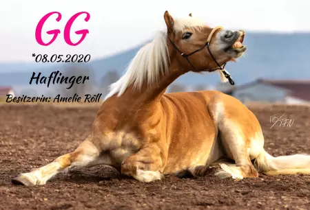  Pferde GG Bild