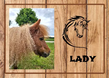 Pferde Lady Bild
