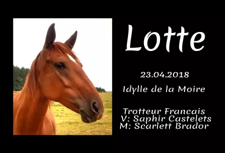 Pferde Lotte Bild