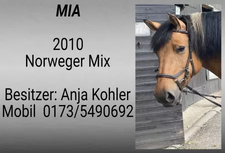 Pferde MIA Bild