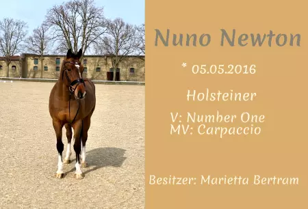 Pferde Nuno Newton Bild