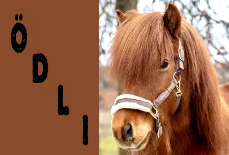 Pferde Ödli Bild