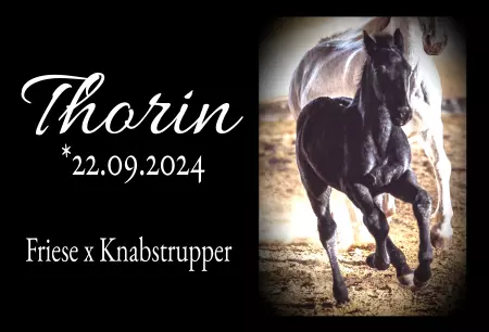  Pferde Thorin Bild